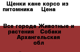 Щенки кане корсо из  питомника! › Цена ­ 65 000 - Все города Животные и растения » Собаки   . Архангельская обл.,Северодвинск г.